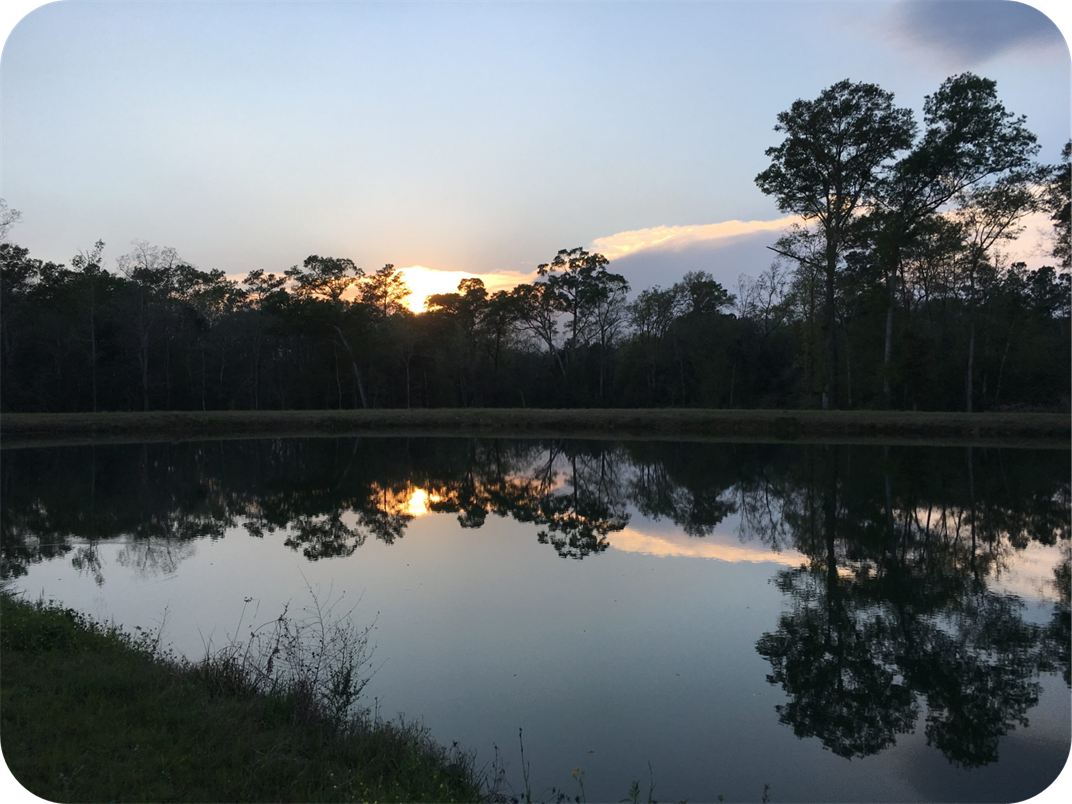 A body of water with trees in the background